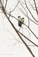 White-breasted Woodswallow (Artamus leucorynchus)