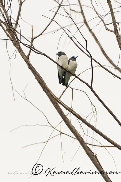 White-breasted Woodswallow (Artamus leucorynchus).jpg