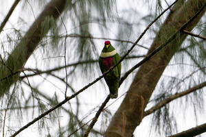 White-bibbed fruit dove (Ptilinopus rivoli) (1)