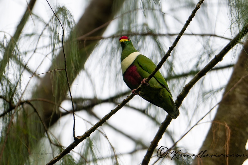 White-bibbed fruit dove (Ptilinopus rivoli) (2).jpg