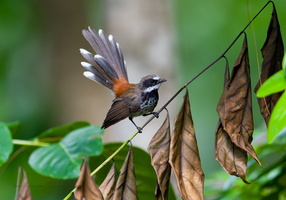 Supertramp fantail (Rhipidura semicollaris) (4)
