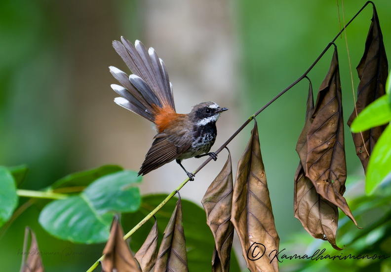 Supertramp fantail (Rhipidura semicollaris) (4).jpg
