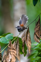 Supertramp fantail (Rhipidura semicollaris) (1)