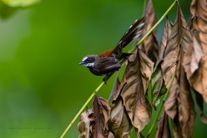 Supertramp fantail (Rhipidura semicollaris) (2)