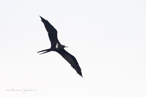 Lesser Frigatebird (Fregata ariel) (3)