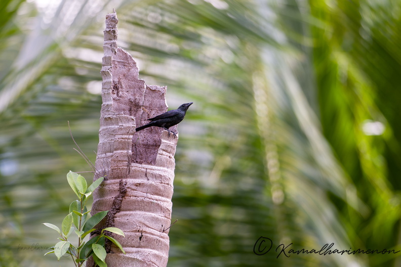 Aplonis mysolensis (Moluccan Starling).jpg