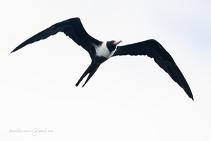 Lesser Frigatebird (Fregata ariel) (2)