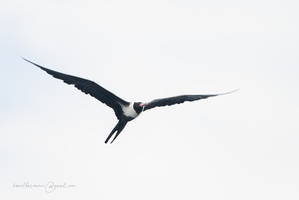 Lesser Frigatebird (Fregata ariel) (1)
