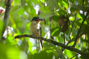 Hook-billed Kingfisher (Melidora macrorrhina) (3)