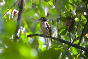 Hook-billed Kingfisher (Melidora macrorrhina) (2)