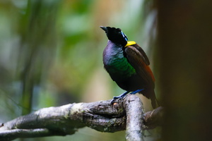 Wilson's Bird-of-paradise (Diphyllodes respublica) 1 (2)