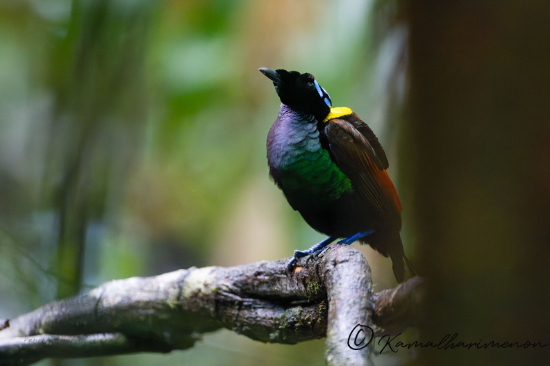 Wilson's Bird-of-paradise (Diphyllodes respublica)_1 (2).jpg