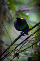 Wilson's Bird-of-paradise (Cicinnurus respublica) (2)