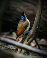 Wilson's bird-of-paradise (Diphyllodes respublica)1 (2)
