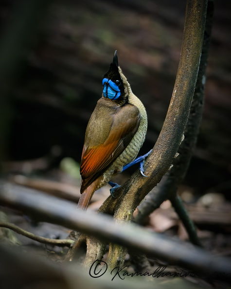 Wilson's bird-of-paradise (Diphyllodes respublica)1 (2).jpg