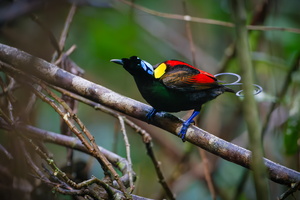 Wilson's Bird-of-paradise (Cicinnurus respublica)01
