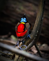 Wilson's bird-of-paradise (Diphyllodes respublica)1 (4)