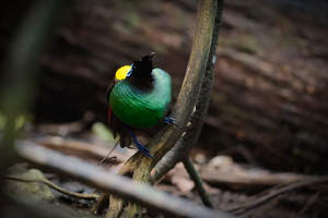 Wilson's bird-of-paradise (Diphyllodes respublica)1 (6)