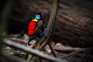 Wilson's bird-of-paradise (Diphyllodes respublica)1 (5)
