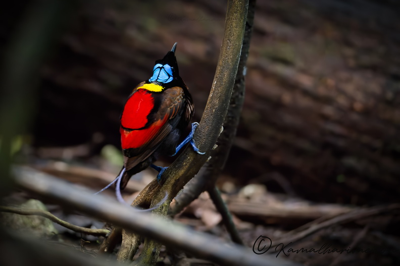 Wilson's bird-of-paradise (Diphyllodes respublica)1 (5).jpg