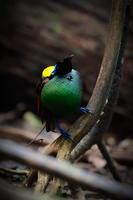Wilson's bird-of-paradise (Diphyllodes respublica)1 (7)
