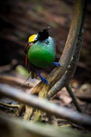 Wilson's Bird-of-paradise (Diphyllodes respublica) 1 (3)