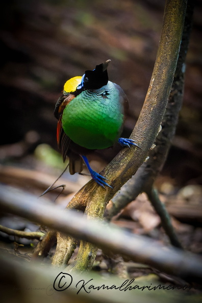 Wilson's Bird-of-paradise (Diphyllodes respublica)_1 (3).jpg