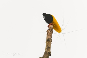 Twelve-wired Bird-of-Paradise (Seleucidis melanoleucus) 1 (6)