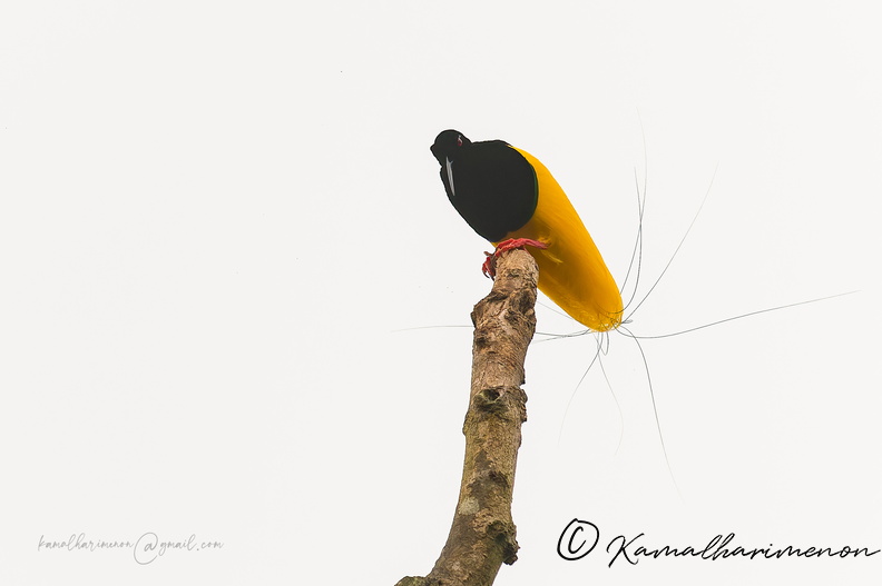 Twelve-wired Bird-of-Paradise (Seleucidis melanoleucus)_1 (6).jpg