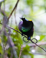 Wilson's Bird-of-paradise (Diphyllodes respublica) 1 (1)