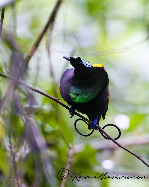 Wilson's Bird-of-paradise (Diphyllodes respublica)_1 (1).jpg