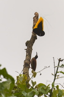 Twelve-wired Bird-of-Paradise (Seleucidis melanoleucus) 1 (1)