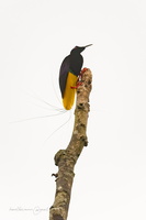 Twelve-wired Bird-of-Paradise (Seleucidis melanoleucus) 1 (7)