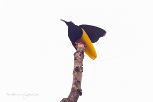 Twelve-wired Bird-of-Paradise (Seleucidis melanoleucus) 1 (2)