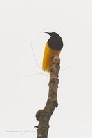 Twelve-wired Bird-of-Paradise (Seleucidis melanoleucus) 1 (3)