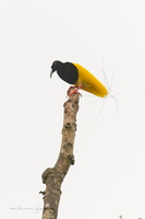 Twelve-wired Bird-of-Paradise (Seleucidis melanoleucus) 1 (5)