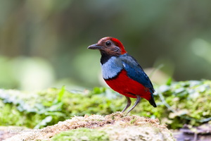 Papuan Pitta (Erythropitta macklotii) 01
