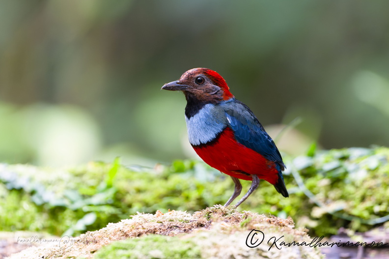 Papuan Pitta (Erythropitta macklotii)_01.jpg