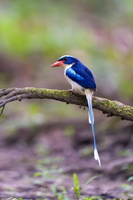 Common Paradise Kingfisher (Tanysiptera galatea) 1
