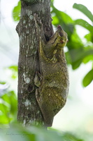Colugo (2)