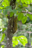 Colugo (1)