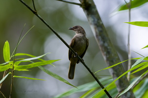 Olive-winged Bulbul (Pycnonotus plumosus)