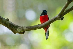 Red-naped Trogon (Harpactes kasumba)
