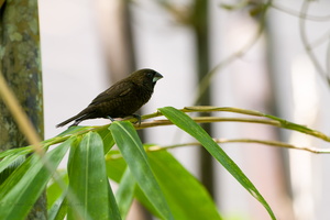 Dusky Munia (Lonchura fuscans)