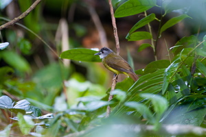 Yellow-bellied Bulbul (Alophoixus phaeocephalus)