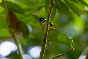 Black-and-yellow Broadbill (Eurylaimus ochromalus)
