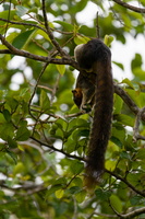 Cream-coloured giant squirrel