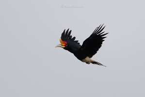 Rhinoceros Hornbill (Buceros rhinoceros) (1)