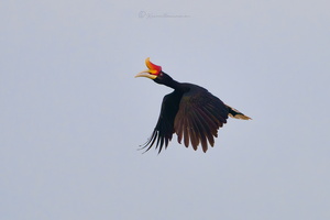 Rhinoceros Hornbill (Buceros rhinoceros) (7)