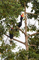 Rhinoceros Hornbill (Buceros rhinoceros) (2)
